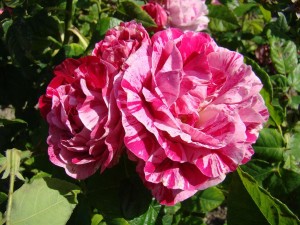 FERDINAND PICHARD (Hybrid Perpetual)